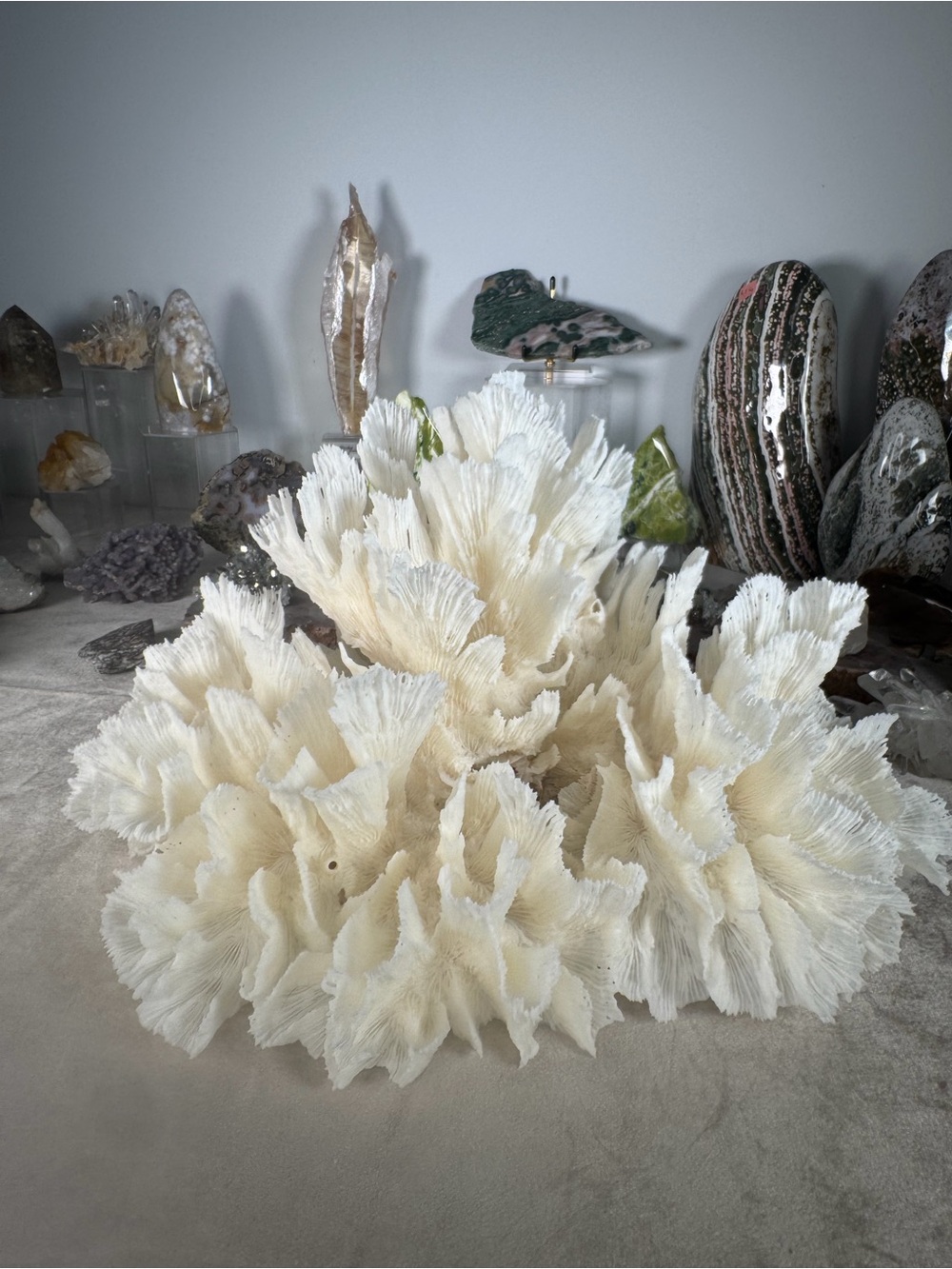 Natural Lettuce Coral Statement Piece – Indonesia | Ocean Collector Décor